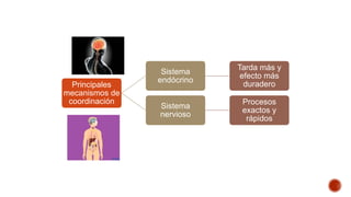 Principales
mecanismos de
coordinación
Sistema
endócrino
Tarda más y
efecto más
duradero
Sistema
nervioso
Procesos
exactos y
rápidos
 