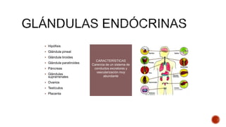  Hipófisis
 Glándula pineal
 Glándula tiroides
 Glándula paratiroides
 Páncreas
 Glándulas
suprarrenales
 Ovarios
 Testículos
 Placenta
CARACTERÍSTICAS
Carencia de un sistema de
conductos excretores y
vascularización muy
abundante
 