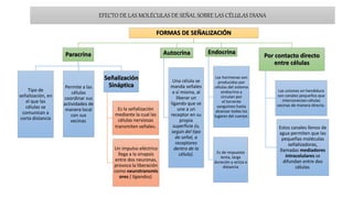 EFECTO DE LAS MOLÉCULAS DE SEÑAL SOBRE LAS CÉLULAS DIANA
FORMAS DE SEÑALIZACIÓN
Paracrina
Tipo de
señalización, en
el que las
células se
comunican a
corta distancia
Permite a las
células
coordinar sus
actividades de
manera local
con sus
vecinas.
Señalización
Sináptica
Es la señalización
mediante la cual las
células nerviosas
transmiten señales.
Un impulso eléctrico
llega a la sinapsis
entre dos neuronas,
provoca la liberación
como neurotransmis
ores ( ligandos).
Autocrina
Una célula se
manda señales
a sí misma, al
liberar un
ligando que se
une a un
receptor en su
propia
superficie (o,
según del tipo
de señal, a
receptores
dentro de la
célula).
Endocrina
Las hormonas son
producidas por
células del sistema
endocrino y
circulan por
el torrente
sanguíneo hasta
alcanzar todos los
lugares del cuerpo.
Es de respuesta
lenta, larga
duración y actúa a
distancia
Por contacto directo
entre células
Las uniones en hendidura
son canales pequeños que
interconectan células
vecinas de manera directa.
Estos canales llenos de
agua permiten que las
pequeñas moléculas
señalizadoras,
llamadas mediadores
intracelulares se
difundan entre dos
células.
 