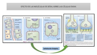 EFECTO DE LAS MOLÉCULAS DE SEÑAL SOBRE LAS CÉLULAS DIANA
Señalización Sináptica
 