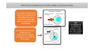 EFECTO DE LAS MOLÉCULAS DE SEÑAL SOBRE LAS CÉLULAS DIANA
Con mayor frecuencia, la
unión de la molécula de
señal (ligando) con los
receptores tiene lugar
sobre la superficie de la
célula diana.
En unos pocos casos, las
moléculas que
conforman el receptor
se localizan en el interior
de la célula.
 