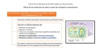 EFECTO DE LAS MOLÉCULAS DE SEÑAL SOBRE LAS CÉLULAS DIANA
Efecto de las moléculas de señal a través de receptores intracelulares
Las hormonas esteroides y la hormona tiroidea ( tiroxina,
T4 y triyodotironina, T3).
Atraviesan la doble capa lipídica del plasmalema por difusión simple
Ejercen su efecto después de:
• Atravesar el plasmalema
• Ingresar en la célula
• Unirse con un receptor intracelular específico localizado en el
núcleo o en el citoplasma.
• Receptores citoplasmáticos: Hormonas esteroideas.
• Recetores nucleares: Hormonas tiroideas y esteroideas.
El receptor nuclear de la hormona tiroidea presenta similitudes
estructurales con los receptores de las hormonas esteroides
 