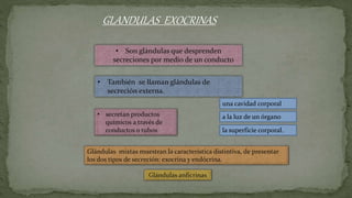 GLANDULAS EXOCRINAS
• Son glándulas que desprenden
secreciones por medio de un conducto
• También se llaman glándulas de
secreción externa.
la superficie corporal.
Glándulas mixtas muestran la característica distintiva, de presentar
los dos tipos de secreción: exocrina y endócrina.
• secretan productos
químicos a través de
conductos o tubos
una cavidad corporal
a la luz de un órgano
Glándulas anficrinas
 
