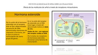 Hormona esteroide
Por la unión de la hormona
esteroide con el receptor,
éste se fija a determinadas
secuencias de DNA,
denominadas elementos de
respuesta a hormona, por
lo que se activa la
transcripción de cierto
grupo de genes.
En sí, la unión del receptor
de esteroide con el DNA
tiene lugar a través del
denominado motivo en dedo
de cinc.
Dedos de cinc.- son regiones
del receptor unidas al ADN
Por lo tanto, los receptores
de hormonas esteroides
funcionan como factores de
transcripción.
EFECTO DE LAS MOLÉCULAS DE SEÑAL SOBRE LAS CÉLULAS DIANA
Efecto de las moléculas de señal a través de receptores intracelulares
 