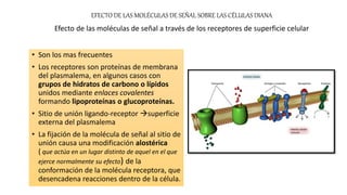 • Son los mas frecuentes
• Los receptores son proteínas de membrana
del plasmalema, en algunos casos con
grupos de hidratos de carbono o lípidos
unidos mediante enlaces covalentes
formando lipoproteínas o glucoproteínas.
• Sitio de unión ligando-receptor superficie
externa del plasmalema
• La fijación de la molécula de señal al sitio de
unión causa una modificación alostérica
( que actúa en un lugar distinto de aquel en el que
ejerce normalmente su efecto) de la
conformación de la molécula receptora, que
desencadena reacciones dentro de la célula.
EFECTO DE LAS MOLÉCULAS DE SEÑAL SOBRE LAS CÉLULAS DIANA
Efecto de las moléculas de señal a través de los receptores de superficie celular
 