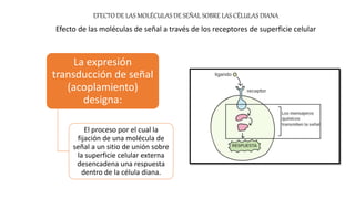 La expresión
transducción de señal
(acoplamiento)
designa:
El proceso por el cual la
fijación de una molécula de
señal a un sitio de unión sobre
la superficie celular externa
desencadena una respuesta
dentro de la célula diana.
EFECTO DE LAS MOLÉCULAS DE SEÑAL SOBRE LAS CÉLULAS DIANA
Efecto de las moléculas de señal a través de los receptores de superficie celular
 