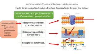 Los receptores de superficie celular se
clasifican en tres tipos principales:
Receptores acoplados
a canales iónicos
Receptores acoplados
a proteínas G
Receptores catalíticos.
EFECTO DE LAS MOLÉCULAS DE SEÑAL SOBRE LAS CÉLULAS DIANA
Efecto de las moléculas de señal a través de los receptores de superficie celular
Conocidos también
como:
• Canales activados
por
neurotransmisores
• Receptores
ionótropos o
ionotrópicos
 