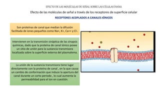 EFECTO DE LAS MOLÉCULAS DE SEÑAL SOBRE LAS CÉLULAS DIANA
Efecto de las moléculas de señal a través de los receptores de superficie celular
RECEPTORES ACOPLADOS A CANALES IÓNICOS
Son proteínas de canal que median la difusión
facilitada de iones pequeños como Na+, K+, Ca++ y Cl-.
Intervienen en la transmisión sináptica de las sinapsis
químicas, dado que la proteína de canal iónico posee
un sitio de unión para la sustancia transmisora
localizada sobre la superficie externa del plasmalema.
La unión de la sustancia transmisora tiene lugar
directamente con la proteína de canal , en la que causa
un cambio de conformación que induce la apertura del
canal durante un corto periodo , lo cual aumenta la
permeabilidad para el ion en cuestión.
 