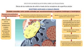 También conocidos como canales activados por neurotransmisores o receptores ionótropos o ionotrópicos
EFECTO DE LAS MOLÉCULAS DE SEÑAL SOBRE LAS CÉLULAS DIANA
Efecto de las moléculas de señal a través de los receptores de superficie celular
RECEPTORES ACOPLADOS A CANALES IÓNICOS
Receptor de acetilcolina
( del tipo nicotínico)
Relacionado
con la
transmisión
sináptica en
la placa
motora
terminal de
las fibras
musculares
esqueléticas
.
Neurotransmisor acetilcolina liberada por terminación
nerviosa cuando llega un potencial de acción.
Aumento rápido y corto de la
permeabilidad para los iones
de sodio que fluyen gracias a
gradiente electroquímico.
Ligando se une a receptor de acetilcolina sobre la
superficie de la célula muscular
Iones de sodio fluyen al interior
de célula muscular
Esta célula se despolariza y a
través de diversos procesos se
produce la contracción
En consecuencia, el receptor acetilcolina
actúa como canal iónico para los iones
sodio activado por el neurotransmisor
 