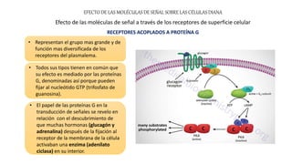 EFECTO DE LAS MOLÉCULAS DE SEÑAL SOBRE LAS CÉLULAS DIANA
Efecto de las moléculas de señal a través de los receptores de superficie celular
RECEPTORES ACOPLADOS A PROTEÍNA G
• Representan el grupo mas grande y de
función mas diversificada de los
receptores del plasmalema.
• El papel de las proteínas G en la
transducción de señales se revelo en
relación con el descubrimiento de
que muchas hormonas (glucagón y
adrenalina) después de la fijación al
receptor de la membrana de la célula
activaban una enzima (adenilato
ciclasa) en su interior.
• Todos sus tipos tienen en común que
su efecto es mediado por las proteínas
G, denominadas así porque pueden
fijar al nucleótido GTP (trifosfato de
guanosina).
 