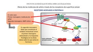 En este caso:
Primer mensajero: molécula de
señal
Segundo mensajero: AMP cíclico
Es segundo mensajero
dado que constituye el
eslabón intracelular entre
el primer mensajero
extracelular y la respuesta
fisiológica en la célula
diana sobre la que actúa la
hormona.
EFECTO DE LAS MOLÉCULAS DE SEÑAL SOBRE LAS CÉLULAS DIANA
Efecto de las moléculas de señal a través de los receptores de superficie celular
RECEPTORES ACOPLADOS A PROTEÍNA G
 