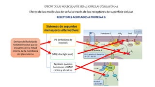 EFECTO DE LAS MOLÉCULAS DE SEÑAL SOBRE LAS CÉLULAS DIANA
Efecto de las moléculas de señal a través de los receptores de superficie celular
RECEPTORES ACOPLADOS A PROTEÍNA G
Sistemas de segundos
mensajeros alternativos:
IP3 (trifosfato de
inositol)
DAG (diacilglicerol)
También pueden
funcionar el GMP
cíclico y el calcio.
Derivan del fosfolípido
fosfatidilinositol que se
encuentra en la mitad
interna de la membrana
del plasmalema
 