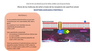 EFECTO DE LAS MOLÉCULAS DE SEÑAL SOBRE LAS CÉLULAS DIANA
Efecto de las moléculas de señal a través de los receptores de superficie celular
RECEPTORES ACOPLADOS A PROTEÍNA G
PROTEÍNAS G
Es una proteína heterotrimérica ya que esta
compuesta por tres subunidades alfa, beta y
gama.
Las proteínas G son miembros de una
superfamilia de proteínas de
unión a GTP.
Esta superfamilia comprende:
• Las proteínas G heterotriméricas clásicas que
se unen al RAPG
• Las denominadas proteínas pequeñas de
unión a GTP, como Ras.
Tanto las proteínas G heterotriméricas como las
pequeñas pueden hidrolizar el GTP y alternar
entre un estado activo unido a GTP y un estado
inactivo unido a GDP.
 
