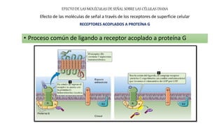 • Proceso común de ligando a receptor acoplado a proteína G
EFECTO DE LAS MOLÉCULAS DE SEÑAL SOBRE LAS CÉLULAS DIANA
Efecto de las moléculas de señal a través de los receptores de superficie celular
RECEPTORES ACOPLADOS A PROTEÍNA G
 