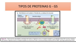 TIPOS DE PROTEINAS G - GS
 