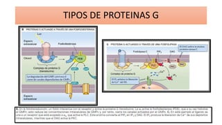TIPOS DE PROTEINAS G
 