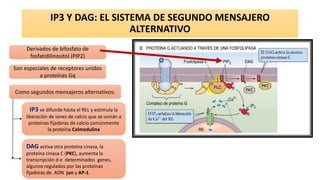IP3 Y DAG: EL SISTEMA DE SEGUNDO MENSAJERO
ALTERNATIVO
Derivados de bifosfato de
fosfatidilinositol (PIP2)
Son especiales de receptores unidos
a proteínas Gq
Como segundos mensajeros alternativos:
IP3 se difunde hasta el REL y estimula la
liberación de iones de calcio que se unirán a
proteínas fijadoras de calcio comúnmente
la proteína Calmodulina
DAG activa otra proteína cinasa, la
proteína cinasa C (PKC), aumenta la
transcripción d e determinados genes,
algunos regulados por las proteínas
fijadoras de ADN jun y AP-1.
 
