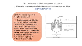Con la fijación del ligando al
receptor extracelular.
--> Se dispara una actividad de
enzima intracelular que induce
determinadas reacciones en la
célula diana. La actividad de
enzima en un grupo grande de
estos receptores es la de tirosina
cinasa. A este grupo pertenecen
el receptor de insulina y
numerosos receptores de
factores de crecimiento.
EFECTO DE LAS MOLÉCULAS DE SEÑAL SOBRE LAS CÉLULAS DIANA
Efecto de las moléculas de señal a través de los receptores de superficie celular
RECEPTORES CATALÍTICOS
 