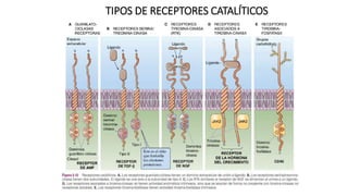 TIPOS DE RECEPTORES CATALÍTICOS
 