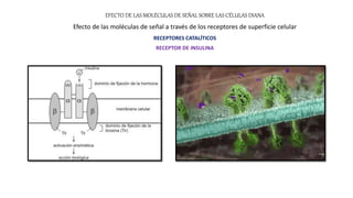 EFECTO DE LAS MOLÉCULAS DE SEÑAL SOBRE LAS CÉLULAS DIANA
Efecto de las moléculas de señal a través de los receptores de superficie celular
RECEPTORES CATALÍTICOS
RECEPTOR DE INSULINA
 