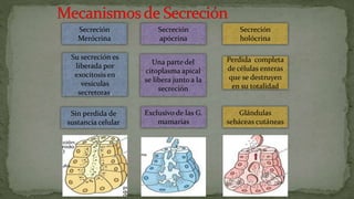 Secreción
Merócrina
Secreción
apócrina
Secreción
holócrina
Perdida completa
de células enteras
que se destruyen
en su totalidad
Una parte del
citoplasma apical
se libera junto a la
secreción
Su secreción es
liberada por
exocitosis en
vesículas
secretoras.
Sin perdida de
sustancia celular
Exclusivo de las G.
mamarias
Glándulas
sebáceas cutáneas
 