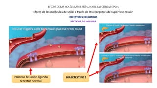 EFECTO DE LAS MOLÉCULAS DE SEÑAL SOBRE LAS CÉLULAS DIANA
Efecto de las moléculas de señal a través de los receptores de superficie celular
RECEPTORES CATALÍTICOS
RECEPTOR DE INSULINA
Proceso de unión ligando
receptor normal.
DIABETES TIPO 2
 