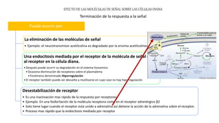 EFECTO DE LAS MOLÉCULAS DE SEÑAL SOBRE LAS CÉLULAS DIANA
Terminación de la respuesta a la señal
Puede ocurrir por:
La eliminación de las moléculas de señal
• Ejemplo: el neurotransmisor acetilcolina es degradado por la enzima acetilcolinesterasa
Una endocitosis mediada por el receptor de la molécula de señal unida
al receptor en la célula diana.
•Después puede ocurrir su degradación en el sistema lisosomico
•Ocasiona disminución de receptores sobre el plasmalema
•Fenómeno denominado Hiporregulación
•El receptor también puede ser devuelto y reutilizarse en cuyo caso no hay hiporregulación.
Desestabilización de receptor
• Es una inactivación mas rápida de la respuesta por receptores.
• Ejemplo. En una fosforilación de la molécula receptora como en el receptor adrenérgico β2
• Solo tiene lugar cuando el receptor esta unido a adrenalina así detiene la acción de la adrenalina sobre el receptor.
• Proceso mas rápido que la endocitosis mediada por receptor
 
