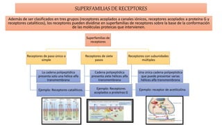 SUPERFAMILIAS DE RECEPTORES
Superfamilias de
receptores
Receptores de paso único o
simple
La cadena polipeptídica
presenta solo una hélice alfa
transmembrana
Ejemplo: Receptores catalíticos.
Receptores de siete
pasos
Cadena polipeptidica
presenta siete hélices alfa
transmembrana
Ejemplo: Receptores
acoplados a proteínas G
Receptores con subunidades
múltiples
Una única cadena polipeptidica
que puede presentar varias
hélices alfa transmembrana
Ejemplo: receptor de acetilcolina
Además de ser clasificados en tres grupos (receptores acoplados a canales iónicos, receptores acoplados a proteína G y
receptores catalíticos), los receptores pueden dividirse en superfamilias de receptores sobre la base de la conformación
de las moléculas proteicas que intervienen.
 