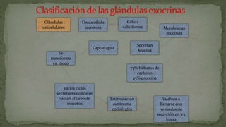 Glándulas
unicelulares
Única célula
secretora
Secretan
Mucina
Célula
caliciforme
Varios ciclos
secretores donde se
vacían al cabo de
minutos
Estimulación
autónoma
colinérgica
Captar agua
75% hidratos de
carbono
25% proteína
Se
transforma
en moco
Membranas
mucosas
Vuelven a
llenarse con
vesículas de
secreción en 1-2
horas
 
