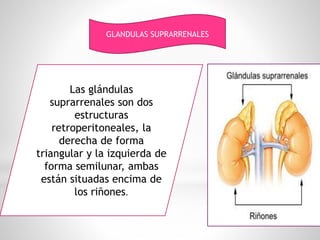 GLANDULAS SUPRARRENALES
Las glándulas
suprarrenales son dos
estructuras
retroperitoneales, la
derecha de forma
triangular y la izquierda de
forma semilunar, ambas
están situadas encima de
los riñones.
 