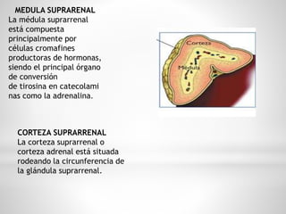 MEDULA SUPRARENAL
La médula suprarrenal
está compuesta
principalmente por
células cromafines
productoras de hormonas,
siendo el principal órgano
de conversión
de tirosina en catecolami
nas como la adrenalina.
CORTEZA SUPRARRENAL
La corteza suprarrenal o
corteza adrenal está situada
rodeando la circunferencia de
la glándula suprarrenal.
 