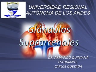 Glándulas
Suprarrenales
UNIVERSIDAD REGIONAL
AUTÓNOMA DE LOS ANDES
DR. ARMANDO QUINTANA
ESTUDIANTE:
CARLOS QUEZADA
 