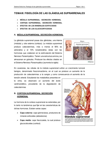 Sistema Endocrino. Fisiología de las glándulas suprarrenales Página 1 de 4
TEMAIII: FISIOLOGÍA DE LAS GLÁNDULAS SUPRARRENALES
 MÉDULA SUPRARRENAL: SECRECIÓN HORMONAL
 CORTEZA SUPRARRENAL: SECRECIÓN HORMONAL
 EFECTOS EN LOS MINERALES-CORTICOIDES
 EFECTOS DE LOS GLUCOCORTICOIDES
A. MÉDULASUPRARRENAL: SECRECIÓN HORMONAL
La glándula suprarrenal posee dos glándulas, una interna
(médula) y otra externa (corteza). La médula suprarrenal
produce catecolaminas, más o menos el 90% es
adrenalina y el 10% noradrenalina; éstas son las
hormonas que colaboran en la estimulación del Sistema
Nervioso Parasimpático. Tienen una estructura amina y se
almacenan en gránulos. Producen los efectos citados en
el Sistema Nervioso Parasimpático (aumenta la vigilia)
En ocasiones, las células de la médula suprarrenal sufren un crecimiento tumoral
benigno, denominado freocromacitoma, en el cual se produce un aumento de la
producción de catecolaminas a la sangre y como consecuencia el aumento de la
tensión arterial. Estudiando los metabolitos presentes en
la orina, se observará un aumento del ácido
vanilmandélico, procedente de la degradación de
catecolaminas
B. CORTEZASUPRARRENAL: SECRECIÓN
HORMONAL
La hormona de la corteza suprarrenal es esteroidea, por
lo tanto no tendremos que fijar en las características de
dichas hormonas. Existen varias capas:
 Capa externa: capa glomerulosa, productora de
mineral-corticoides (aldosterona)
 Capa media: capa fasciculada, la cual produce
glucocoticoides (cortisol)
 