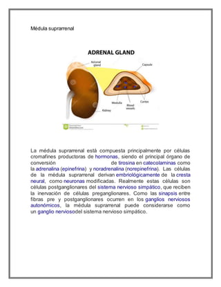 Glandulas suprarrenales