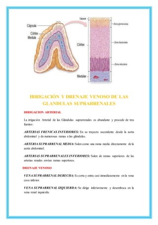 Glandulas suprarrenales Anatomia