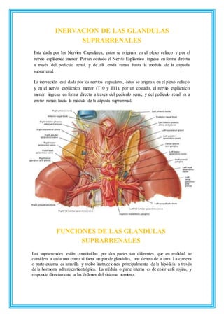 Glandulas suprarrenales Anatomia