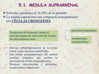5.1. MEDULA SUPRARRENAL
 Estrecha, constituye el 10-20% de la glándula
 La médula suprarrenal está compuesta principalmente
por CÉLULAS CROMAFINES
Productoras de hormonas, siendo el
principal órgano de conversión de tirosina
en catecolaminas como:
adrenalina (epinefrina)
noradrenalina
(norepinefrina)
• Derivan embriológicamente de la cresta
neural, como neuronas modificadas.
• Son células postganglionares del sistema
nervioso simpático, que reciben la
inervación de células preganglionares.
• Producen catecolaminas ( adrenalina,
noradrenalina y dopamina)
 