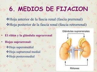 6. MEDIOS DE FIJACION
Hoja anterior de la fascia renal (fascia prerrenal)
Hoja posterior de la fascia renal (fascia retrorrenal)
• El riñón y la glándula suprarrenal
• Hojas suprarrenal:
Hoja superomedial
Hoja suprarrenal medial
Hoja posteromedial
 