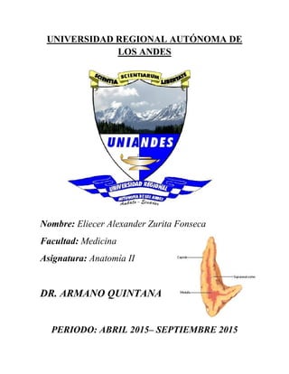 UNIVERSIDAD REGIONAL AUTÓNOMA DE
LOS ANDES
Nombre: Eliecer Alexander Zurita Fonseca
Facultad: Medicina
Asignatura: Anatomía II
DR. ARMANO QUINTANA
PERIODO: ABRIL 2015– SEPTIEMBRE 2015
 
