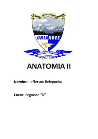 ANATOMIA II
Nombre: Jefferson Belepucha
Curso: Segundo “D”
 