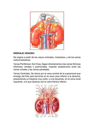 DRENAJE VENOSO:
Se origina a partir de los vasos corticales, medulares, y de los senos
corticomedulares.
Venas Periféricas: Son finas, llegan directamente a las venas frénicas
inferiores, renales o perirrenales, creando anastomosis entre las
venas renales y las venas parietales.
Venas Centrales: Se drena por la vena central de la suprarrenal que
emerge del hilio para terminar en la vena cava inferior a la derecha,
presentando un trayecto muy corto, y a la izquierda, en la vena renal
izquierda, a la que alcanza con la vena frénica inferior.
 
