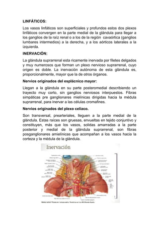LINFÁTICOS:
Los vasos linfáticos son superficiales y profundos estos dos plexos
linfáticos convergen en la parte medial de la glándula para llegar a
los ganglios de la raíz renal o a los de la región cavaórtica (ganglios
lumbares intermedios) a la derecha, y a los aórticos laterales a la
izquierda.
INERVACIÓN:
La glándula suprarrenal esta ricamente inervada por filetes delgados
y muy numerosos que forman un plexo nervioso suprarrenal, cuyo
origen es doble. La inervación autónoma de esta glándula es,
proporcionalmente, mayor que la de otros órganos.
Nervios originados del esplácnico mayor:
Llegan a la glándula en su parte posteromedial describiendo un
trayecto muy corto, sin ganglios nerviosos interpuestos. Fibras
simpáticas pre ganglionares mielínicas dirigidas hacia la médula
suprarrenal, para inervar a las células cromafines.
Nervios originados del plexo celíaco.
Son transversal, prearteriales, lleguen a la parte medial de la
glándula. Estas raíces son gruesas, envueltas en tejido conjuntivo y
constituyen, más que los vasos, solidas amarradas a la parte
posterior y medial de la glándula suprarrenal, son fibras
posganglionares amielínicas que acompañan a los vasos hacia la
corteza y la médula de la glándula.
 