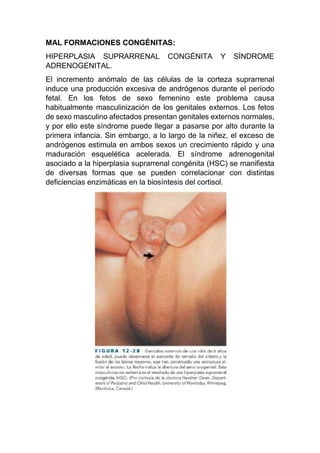 MAL FORMACIONES CONGÉNITAS:
HIPERPLASIA SUPRARRENAL CONGÉNITA Y SÍNDROME
ADRENOGENITAL.
El incremento anómalo de las células de la corteza suprarrenal
induce una producción excesiva de andrógenos durante el período
fetal. En los fetos de sexo femenino este problema causa
habitualmente masculinización de los genitales externos. Los fetos
de sexo masculino afectados presentan genitales externos normales,
y por ello este síndrome puede llegar a pasarse por alto durante la
primera infancia. Sin embargo, a lo largo de la niñez, el exceso de
andrógenos estimula en ambos sexos un crecimiento rápido y una
maduración esquelética acelerada. El síndrome adrenogenital
asociado a la hiperplasia suprarrenal congénita (HSC) se manifiesta
de diversas formas que se pueden correlacionar con distintas
deficiencias enzimáticas en la biosíntesis del cortisol.
 