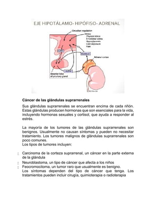 Cáncer de las glándulas suprarrenales
Sus glándulas suprarrenales se encuentran encima de cada riñón.
Estas glándulas producen hormonas que son esenciales para la vida,
incluyendo hormonas sexuales y cortisol, que ayuda a responder al
estrés.
La mayoría de los tumores de las glándulas suprarrenales son
benignos. Usualmente no causan síntomas y pueden no necesitar
tratamiento. Los tumores malignos de glándulas suprarrenales son
poco comunes.
Los tipos de tumores incluyen:
 Carcinoma de la corteza suprarrenal, un cáncer en la parte externa
de la glándula
 Neuroblastoma, un tipo de cáncer que afecta a los niños
 Feocromocitoma, un tumor raro que usualmente es benigno.
Los síntomas dependen del tipo de cáncer que tenga. Los
tratamientos pueden incluir cirugía, quimioterapia o radioterapia
 