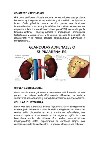 CONCEPTO Y DEFINICION.
Glándula endócrina situada encima de los riñones que produce
hormonas que regulan el metabolismo y el equilibrio de líquidos e
iones. Cada glándula consta de dos partes con funciones
independientes: la corteza y la médula. La corteza suprarrenal en
respuesta a la hormona adrenocorticotropa (ACTH) secretada por la
hipófisis anterior secreta cortisol y andrógenos (precursores
testosterona y andrógenos), y la renina controla la secreción de
aldosterona; y la medula produce catecolaminas (adrenalina y
noradrenalina).
ORIGEN EMBRIOLÓGICO.
Cada una de estas glándulas suprarrenales está formada por dos
partes, de origen embriológicamente diferente: la corteza
suprarrenal, mesodérmica, y la médula suprarrenal, neuroectodermo.
CELULAS E HISTOLOGIA.
La corteza esta subdividida en tres regiones o zonas. La región más
externa, justo debajo de la capsula, es la zona glomerular, donde las
células están dispuestas en arcos y cúmulos esferoidales, con
muchos capilares a su alrededor. La segunda región, la zona
fasciculada, es la más extensa. Sus células parenquimatosas
(espongiocitos), están, organizadas en cordones largos, con
capilares abundantes entre ellos. La región interna (zona reticular),
 