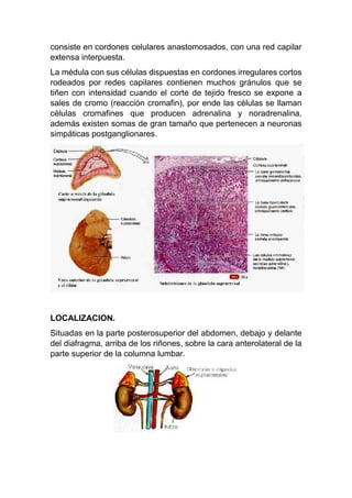 consiste en cordones celulares anastomosados, con una red capilar
extensa interpuesta.
La médula con sus células dispuestas en cordones irregulares cortos
rodeados por redes capilares contienen muchos gránulos que se
tiñen con intensidad cuando el corte de tejido fresco se expone a
sales de cromo (reacción cromafin), por ende las células se llaman
células cromafines que producen adrenalina y noradrenalina,
además existen somas de gran tamaño que pertenecen a neuronas
simpáticas postganglionares.
LOCALIZACION.
Situadas en la parte posterosuperior del abdomen, debajo y delante
del diafragma, arriba de los riñones, sobre la cara anterolateral de la
parte superior de la columna lumbar.
 