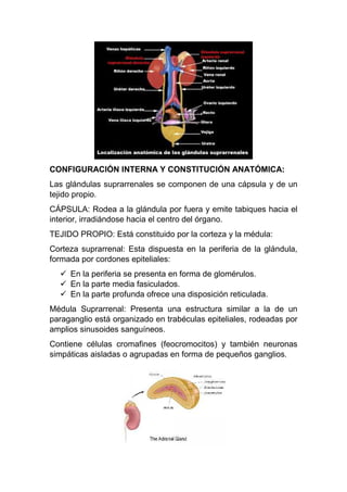CONFIGURACIÓN INTERNA Y CONSTITUCIÓN ANATÓMICA:
Las glándulas suprarrenales se componen de una cápsula y de un
tejido propio.
CÁPSULA: Rodea a la glándula por fuera y emite tabiques hacia el
interior, irradiándose hacia el centro del órgano.
TEJIDO PROPIO: Está constituido por la corteza y la médula:
Corteza suprarrenal: Esta dispuesta en la periferia de la glándula,
formada por cordones epiteliales:
 En la periferia se presenta en forma de glomérulos.
 En la parte media fasiculados.
 En la parte profunda ofrece una disposición reticulada.
Médula Suprarrenal: Presenta una estructura similar a la de un
paraganglio está organizado en trabéculas epiteliales, rodeadas por
amplios sinusoides sanguíneos.
Contiene células cromafines (feocromocitos) y también neuronas
simpáticas aisladas o agrupadas en forma de pequeños ganglios.
 