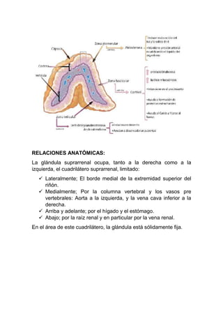 RELACIONES ANATÓMICAS:
La glándula suprarrenal ocupa, tanto a la derecha como a la
izquierda, el cuadrilátero suprarrenal, limitado:
 Lateralmente; El borde medial de la extremidad superior del
riñón.
 Medialmente; Por la columna vertebral y los vasos pre
vertebrales: Aorta a la izquierda, y la vena cava inferior a la
derecha.
 Arriba y adelante; por el hígado y el estómago.
 Abajo; por la raíz renal y en particular por la vena renal.
En el área de este cuadrilátero, la glándula está sólidamente fija.
 