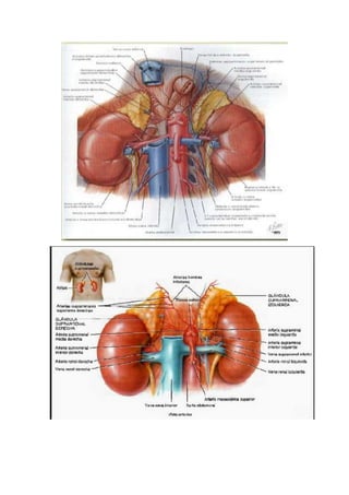Glandulas suprarrenales