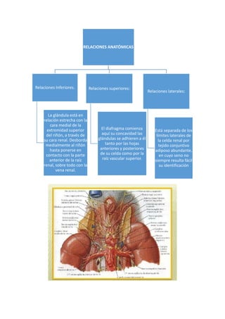 RELACIONES ANATÓMICAS
Relaciones Inferiores.
La glándula está en
relación estrecha con la
cara medial de la
extremidad superior
del riñón, a través de
su cara renal. Desborda
medialmente al riñón
hasta ponerse en
contacto con la parte
anterior de la raíz
renal, sobre todo con la
vena renal.
Relaciones superiores:
El diafragma comienza
aquí su concavidad las
glándulas se adhieren a él
tanto por las hojas
anteriores y posteriores
de su celda como por la
raíz vascular superior.
Relaciones laterales:
Está separada de los
límites laterales de
la celda renal por
tejido conjuntivo
adiposo abundante,
en cuyo seno no
siempre resulta fácil
su identificación
 